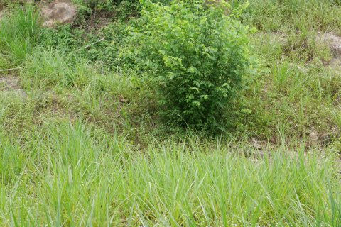 Земельный участок в Самуи, Таиланд  № 135362 - фото 8