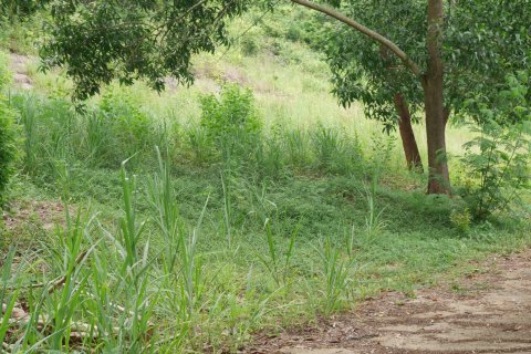 Земельный участок в Самуи, Таиланд  № 135362 - фото 4