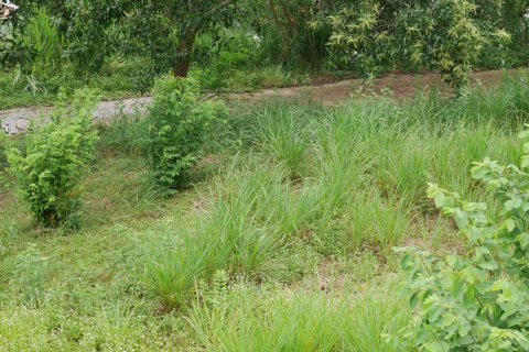 Земельный участок в Самуи, Таиланд  № 135362 - фото 6