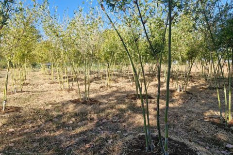 Земельный участок в Амнат Чароен, Таиланд 12864м2  № 140371 - фото 10