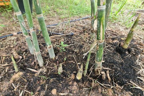 Земельный участок в Амнат Чароен, Таиланд 12864м2  № 140371 - фото 9