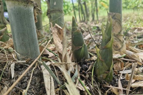 Земельный участок в Амнат Чароен, Таиланд 12864м2  № 140371 - фото 8