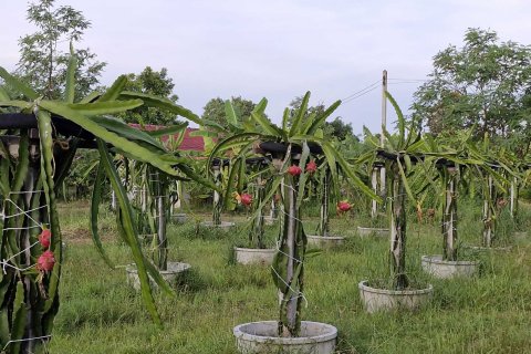 Земельный участок в Амнат Чароен, Таиланд 12864м2  № 140371 - фото 7