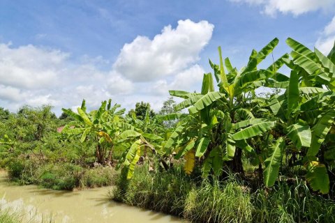 Земельный участок в Амнат Чароен, Таиланд 12864м2  № 140371 - фото 16