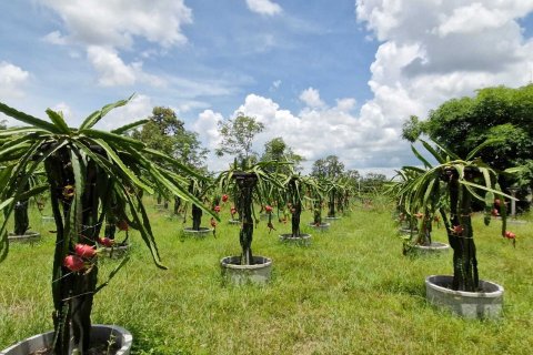 Земельный участок в Амнат Чароен, Таиланд 12864м2  № 140371 - фото 5