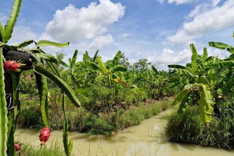 Земельный участок в Амнат Чароен, Таиланд 12864м2  № 140371 - фото 21