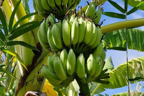 Земельный участок в Амнат Чароен, Таиланд 12864м2  № 140371 - фото 19