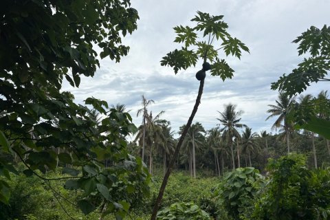 Terrain à Ko Samui, Thaïlande 17324 m2 № 140294 - photo 3