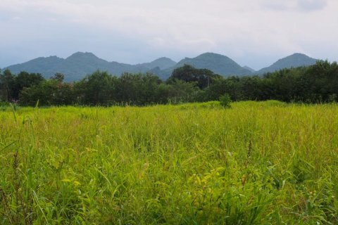 Земельный участок в Пак Чонге, Таиланд 64000м2  № 151363 - фото 1