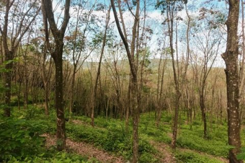 ที่ดินในป่าคลอก, ประเทศไทย 58582 ตร.ม. № 191248 - รูปถ่าย 4