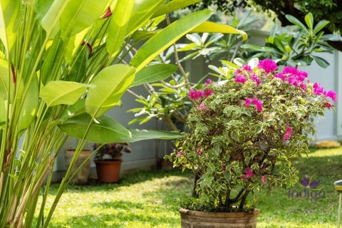 Дом в Чиангмае, Таиланд с 4 спальнями  № 153936 - фото 8