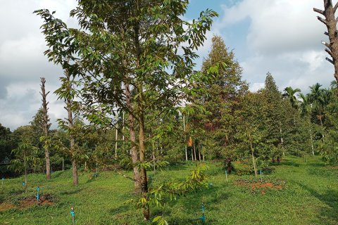 Land in Chanthaburi, Thailand 4800 sq.m. № 142694 - photo 7