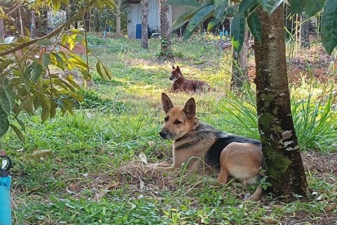 Land in Chanthaburi, Thailand 4800 sq.m. № 142694 - photo 18