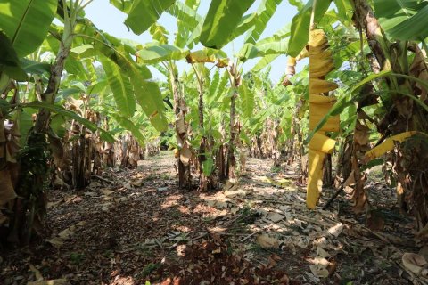 Земельный участок в Чиангмае, Таиланд  № 175572 - фото 10