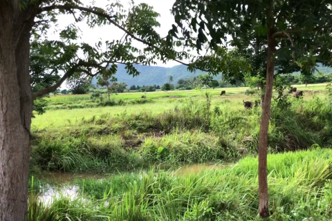 Land in Sikhio, Thailand 24000 sq.m. № 151868 - photo 9