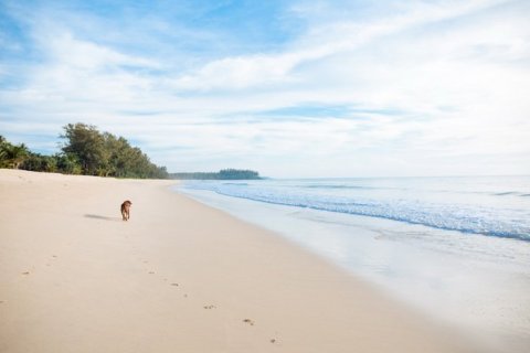 House in Phang Nga, Thailand 5 bedrooms № 180604 - photo 26