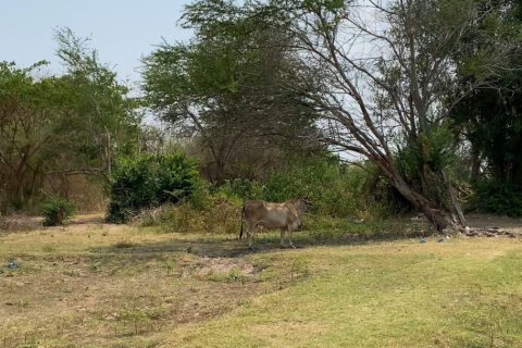 Land in Surin, Thailand 2728 sq.m. № 149145 - photo 4