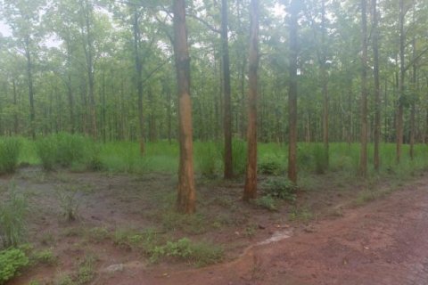 Земельный участок в Чиангмае, Таиланд № 162469 - фото 4