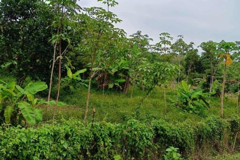 Terrain à Mai Khao, Thaïlande 13716 m2 № 152908 - photo 3