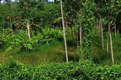 Terrain à Mai Khao, Thaïlande 13716 m2 № 152908 - photo 5