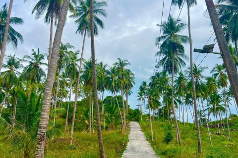 Land in Ko Samui, Thailand 8228 sq.m. № 140749 - photo 3