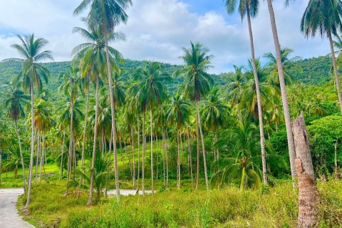 Land in Ko Samui, Thailand 8228 sq.m. № 140749 - photo 1