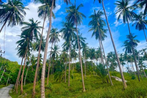 Land in Ko Samui, Thailand 8228 sq.m. № 140749 - photo 2