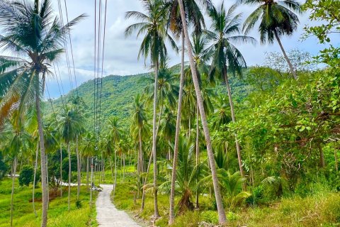 Land in Ko Samui, Thailand 8228 sq.m. № 140749 - photo 9