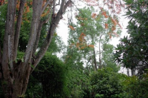 Студия в Чиангмай, Таиланд № 118153 - фото 4