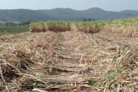 Land in Lopburi, Thailand 224000 sq.m. № 151531 - photo 5