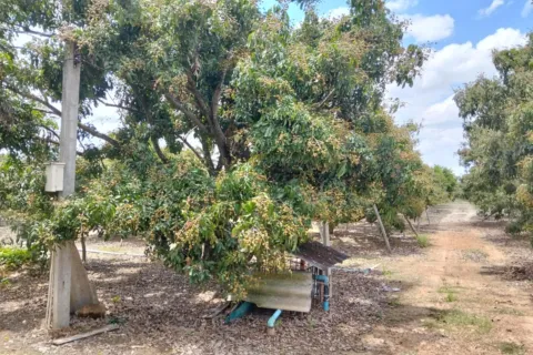 Земельный участок в Сан Па Тонге, Таиланд 14400м2 № 148882 - фото 3