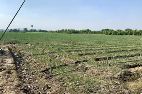 Land in Tha Muang, Thailand 16000 sq.m. № 159537 - photo 4