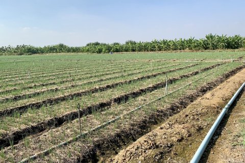 Land in Tha Muang, Thailand 16000 sq.m. № 159537 - photo 5