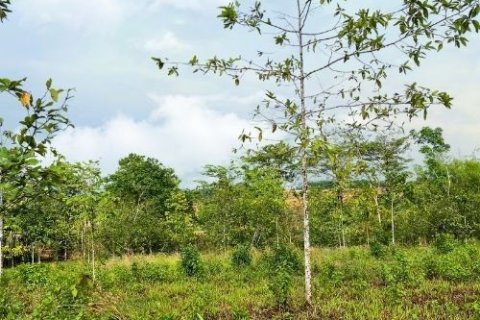 Land in Trat, Thailand 52800 sq.m. № 159533 - photo 7