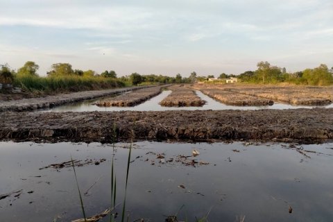 Land in Nong Chok, Bangkok, Thailand 22400 sq.m. № 136535 - photo 5