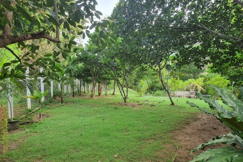 Земельный участок в Пак Чонге, Таиланд 20000м2  № 159525 - фото 3