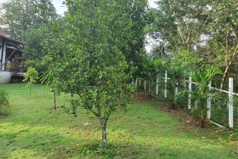 Земельный участок в Пак Чонге, Таиланд 20000м2  № 159525 - фото 4