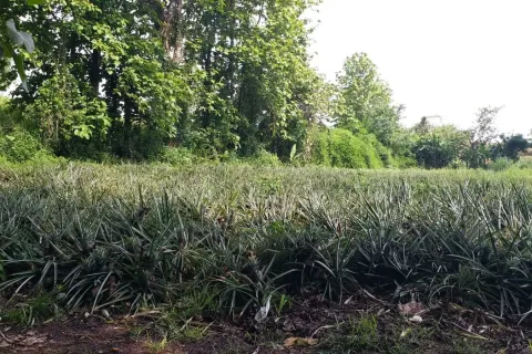 Земельный участок в Мэчане, Таиланд 6400м2  № 159529 - фото 4