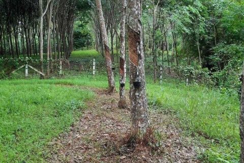 Земельный участок в Пхукете, Таиланд 1600м2  № 137276 - фото 7