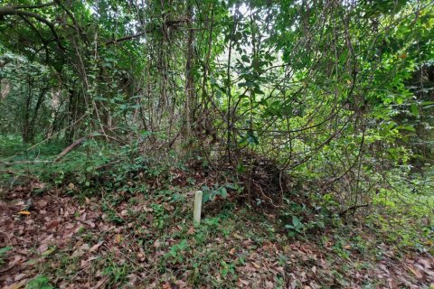 Земельный участок в Самуи, Таиланд 36564м2  № 135418 - фото 11