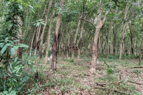 Земельный участок в Самуи, Таиланд 36564м2  № 135418 - фото 15