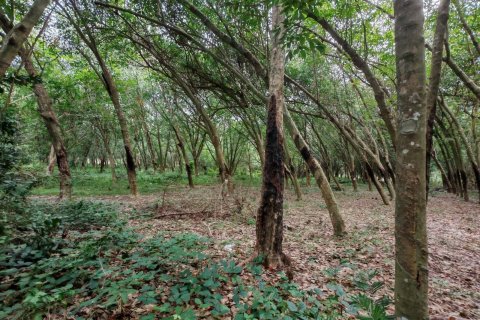 Земельный участок в Самуи, Таиланд 36564м2  № 135418 - фото 19