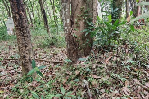 Земельный участок в Самуи, Таиланд 36564м2  № 135418 - фото 13