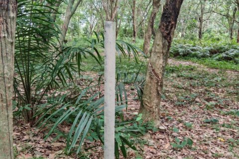 Земельный участок в Самуи, Таиланд 36564м2  № 135418 - фото 14