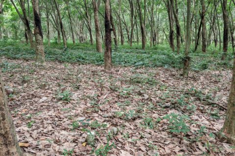 Земельный участок в Самуи, Таиланд 36564м2  № 135418 - фото 17