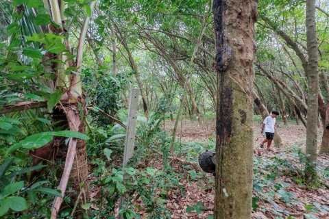 Земельный участок в Самуи, Таиланд 36564м2  № 135418 - фото 18