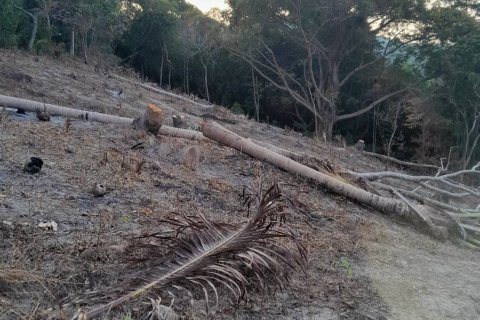 Terrain à Ko Samui, Thaïlande 11200 m2 № 155848 - photo 7
