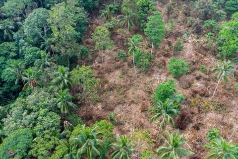 Terrain à Ko Samui, Thaïlande 11200 m2 № 152994 - photo 4