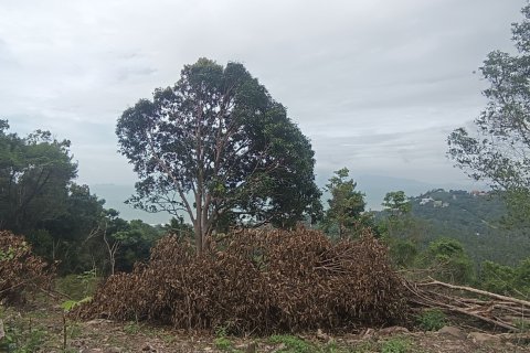 Земельный участок в Самуи, Таиланд 3200м2  № 152988 - фото 4