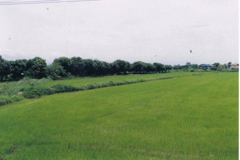 Земельный участок в Синг Бури, Таиланд 6400м2  № 151638 - фото 7